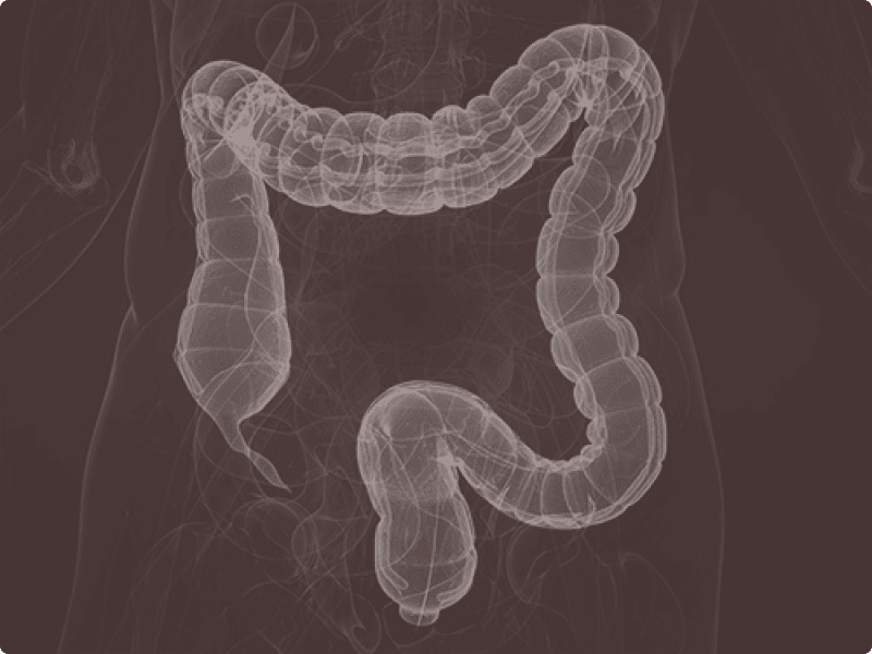 Detailed anatomical illustration focusing on the human large intestine, showing the colon and surrounding structures.