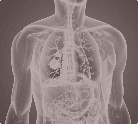 Visual Representation of Human Internal Organs