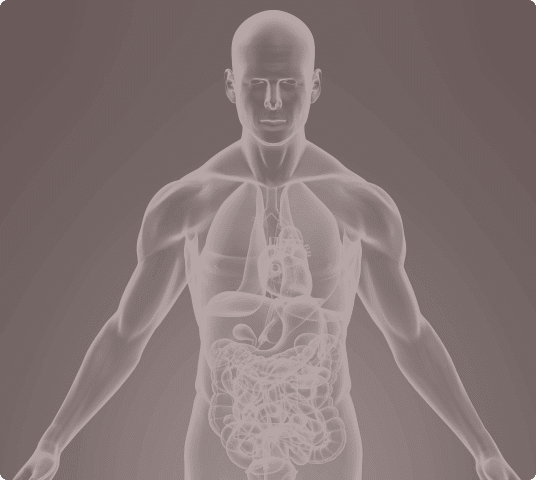 Transparent human anatomy highlighting internal organs and systems.